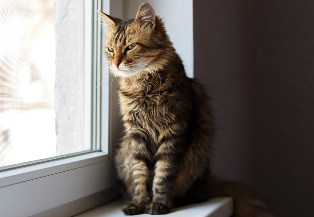 Moje zvieratká :-) #16