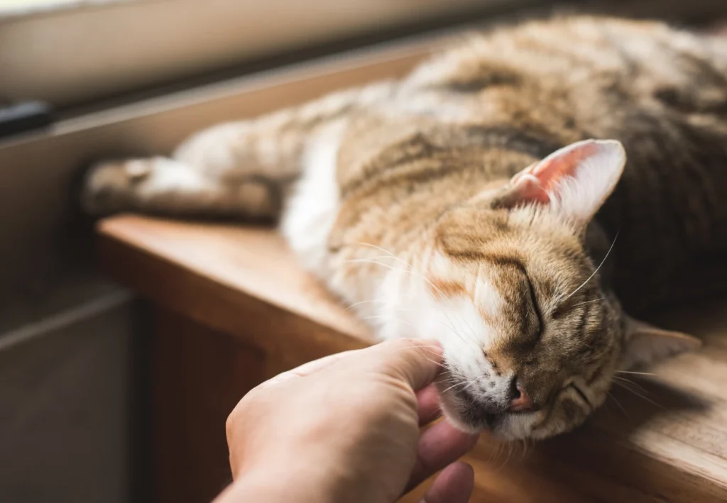 Ležiaca mačka na komode ktorú hladí človek