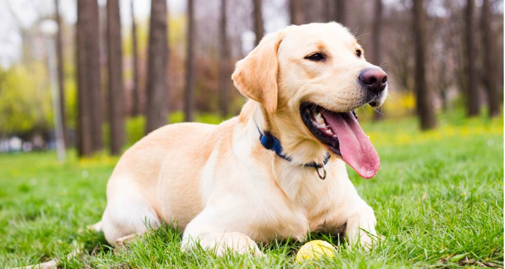 Labrador retriever leží v tráve s vyplazeným jazykom
