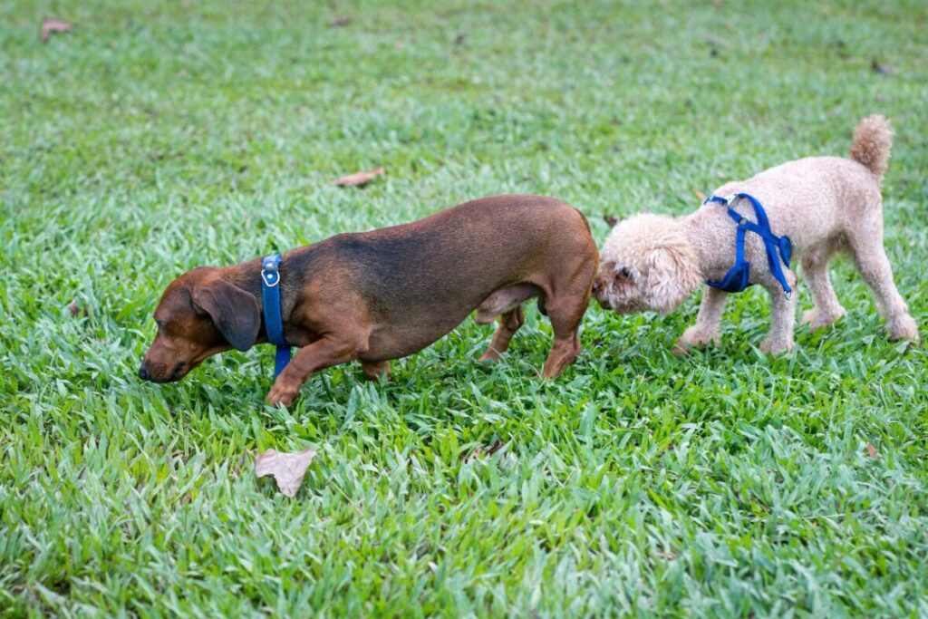 dva malé psy si oňuchávajú zadok