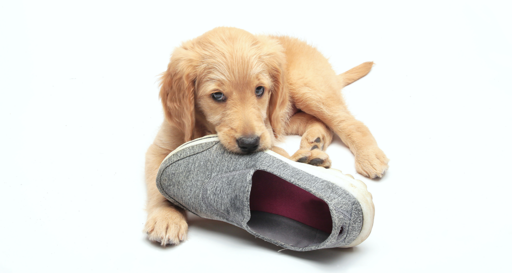 Pes ktorý má v ústach papuču