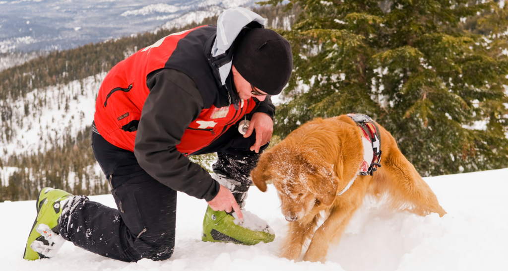 Pes v lavíne vyhľadáva obeť