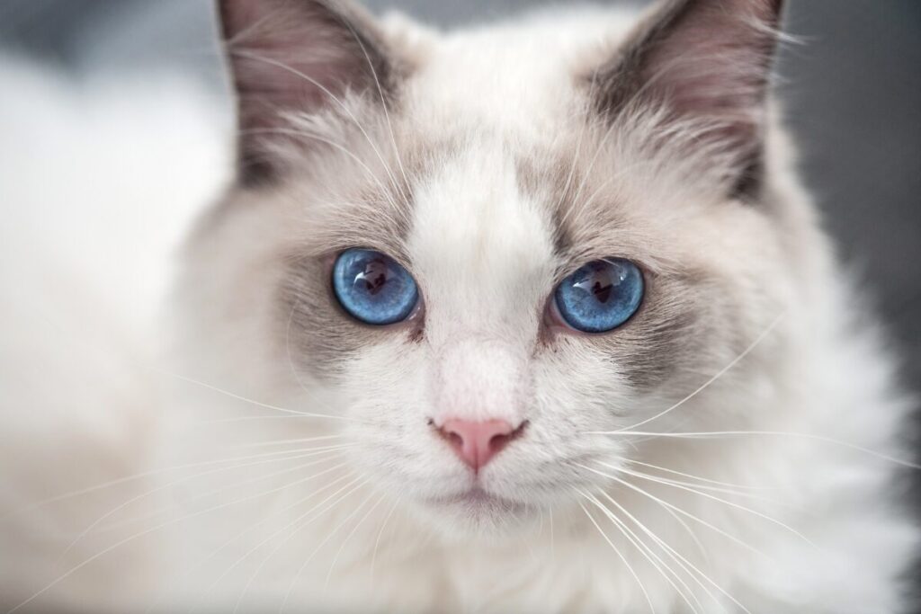 Detail hlavy plemena Ragdoll s unikátnymi modrými očami