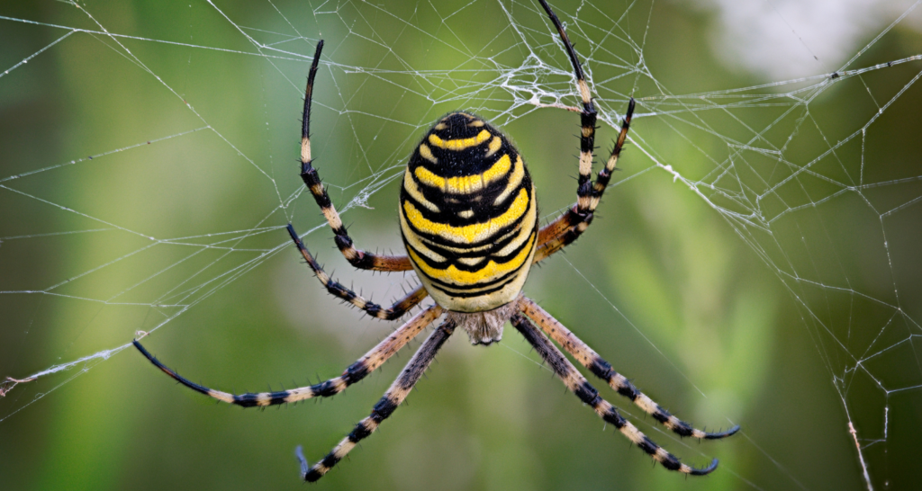 pavúk v sieti striehne na korisť