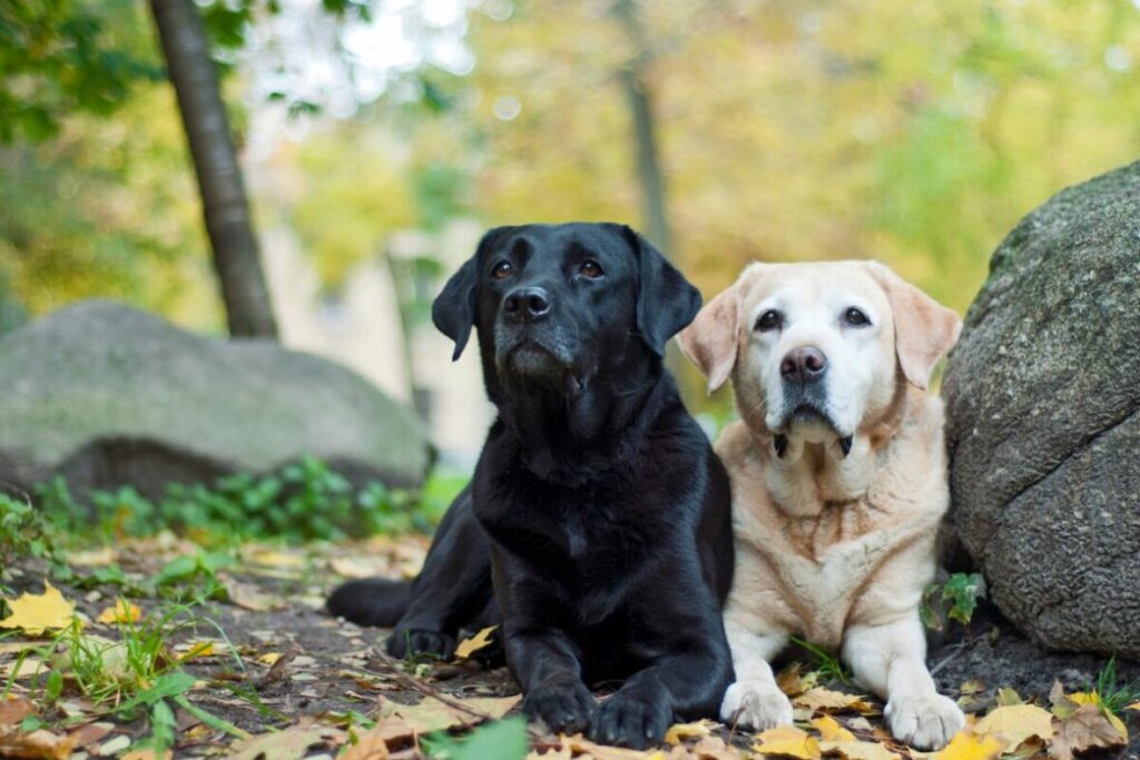 Dva mladé psy labrador retriever ležia vedľa seba a pozorujú