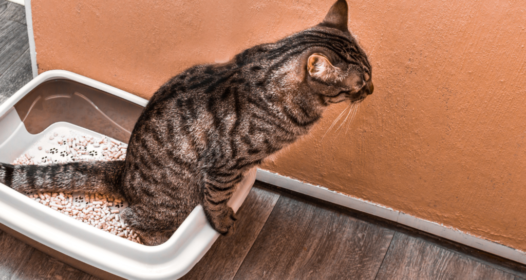 Mačka používa mačací záchod