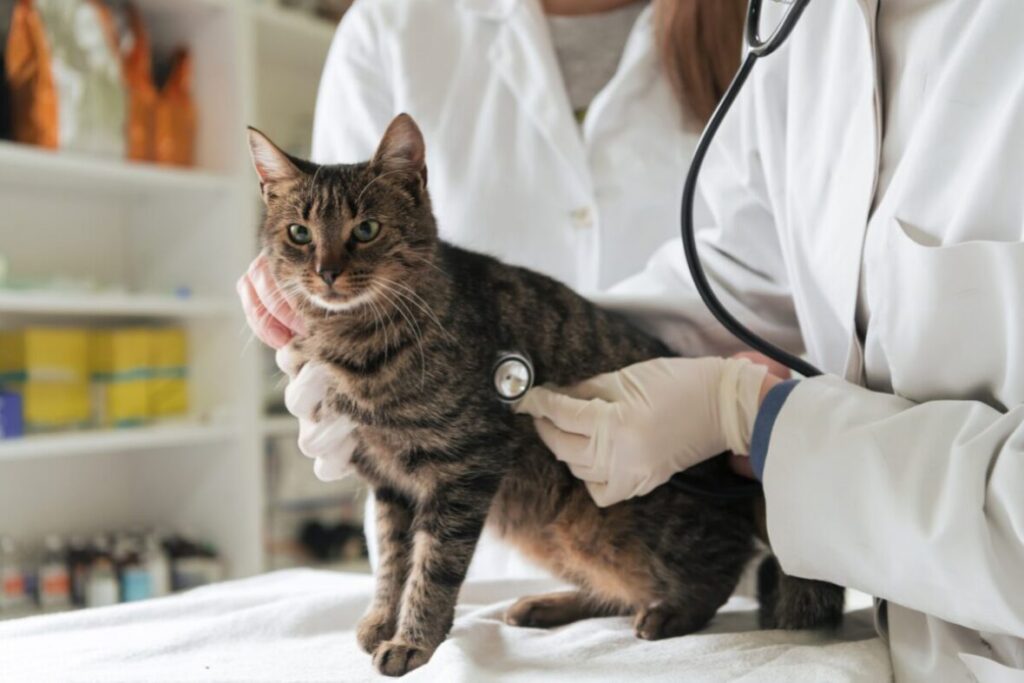 Mačku vyšetruje zverolekár