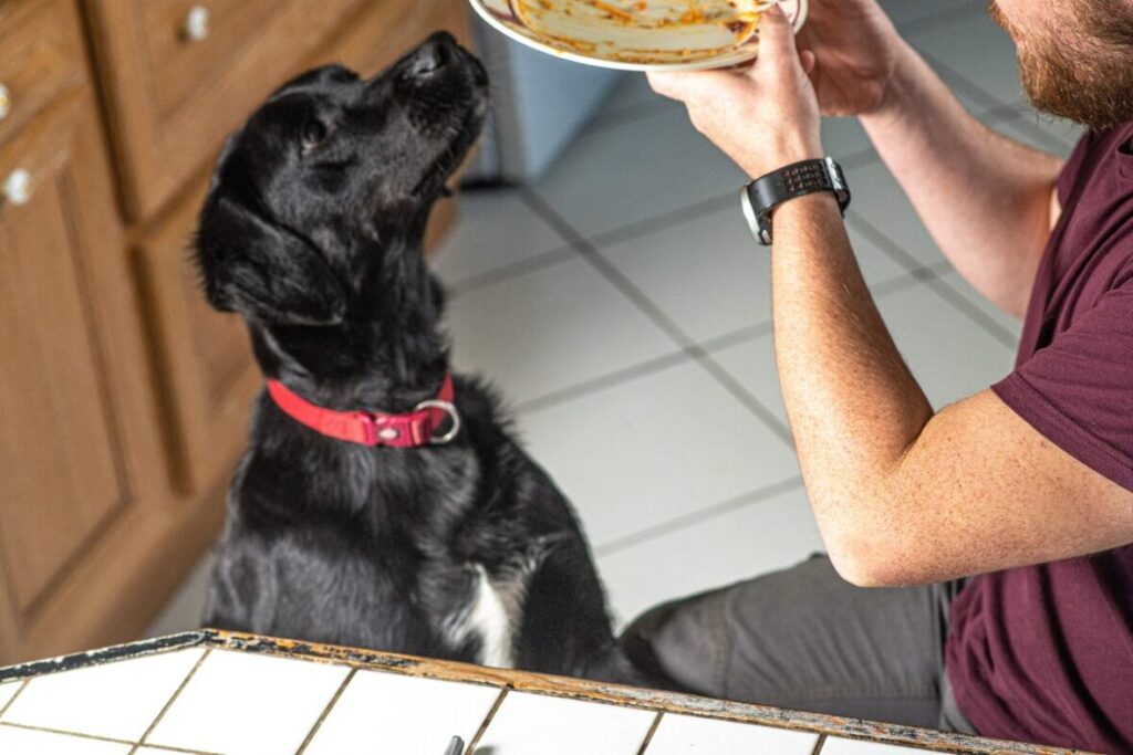 Pes pri večery človeka nakúka do taniera