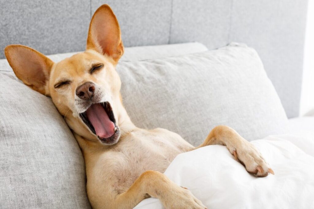 Pes ktorý si zíva je zakrytý perinou a napodobňuje človeka v posteli