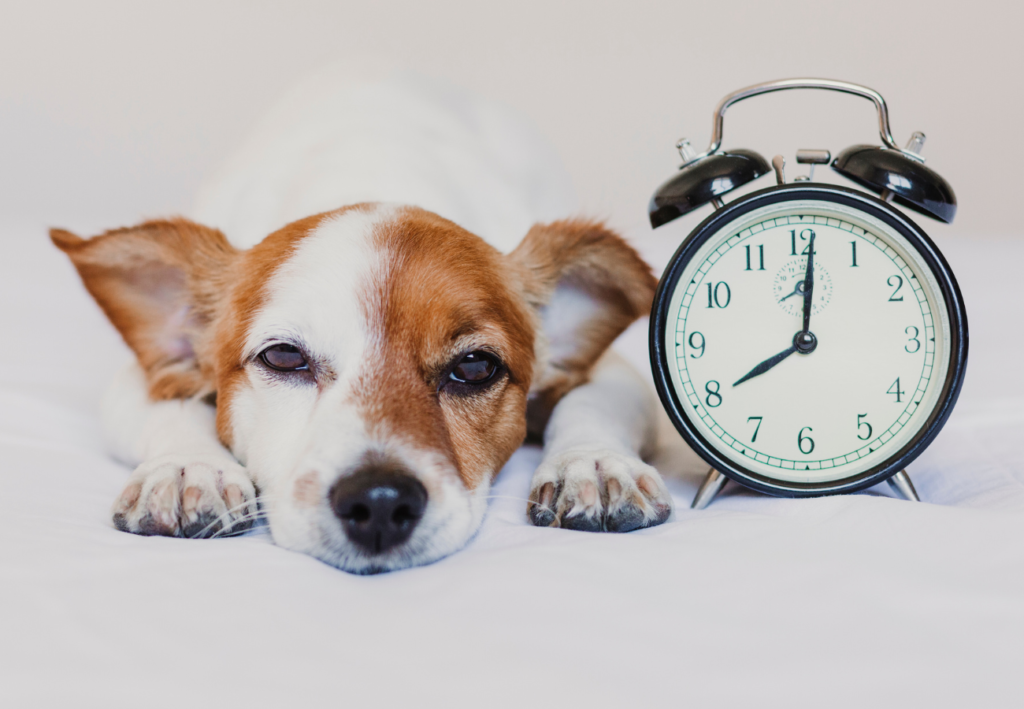 Pes ležiaci vedľ budíku