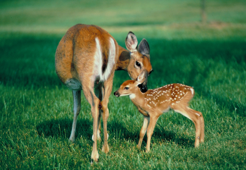 Srnka s malou srnkou na lučke