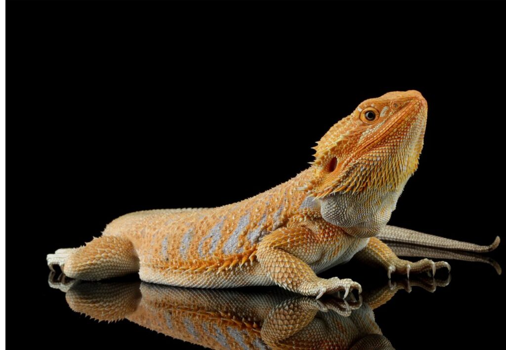 Agama bradatá na čiernom skle a čiernom pozadí
