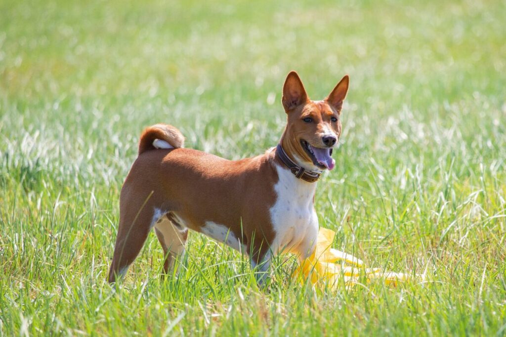 Basenji na zelenej lúke
