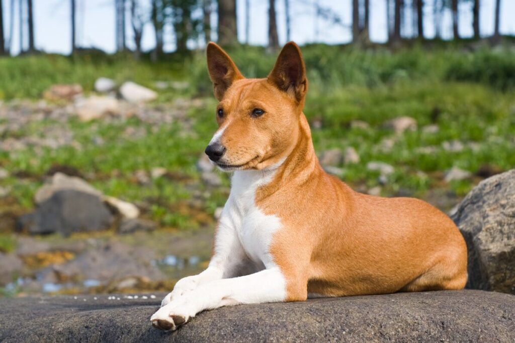 Basenji poslušne čaká na svojho pána