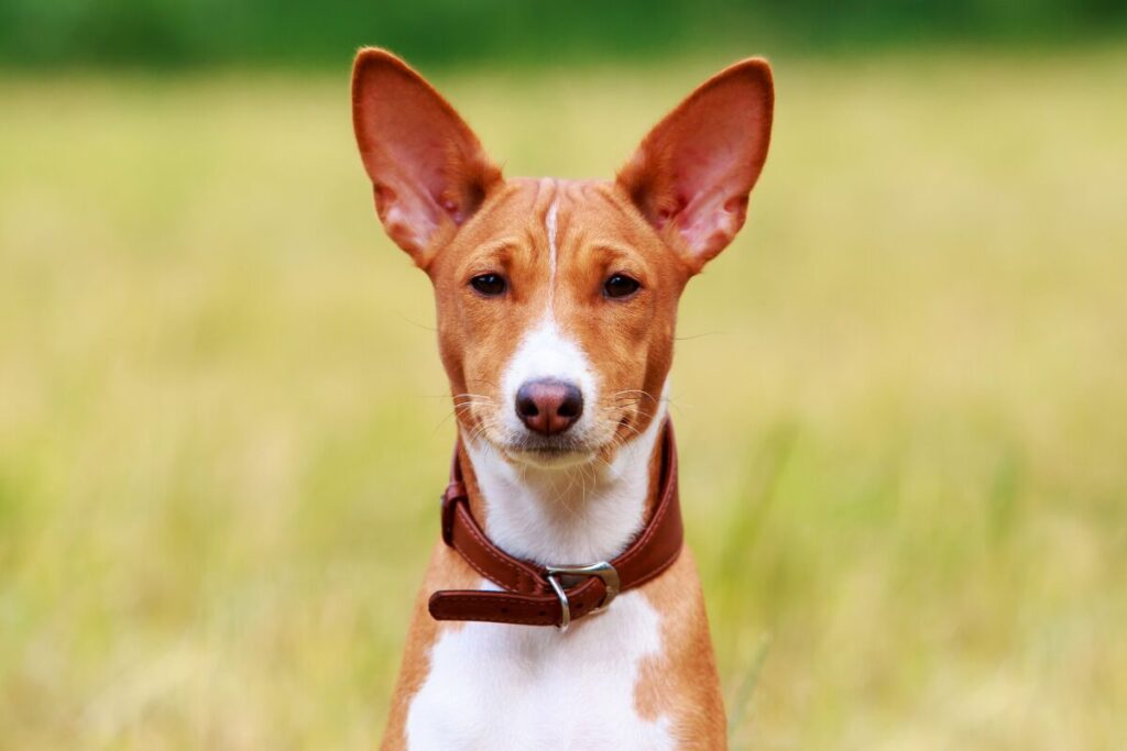 Krásny detail hlavy psa Basenji