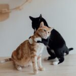 Máte doma mačku a chcete druhú? Ako ich správne zoznámiť bez stresu 🐾