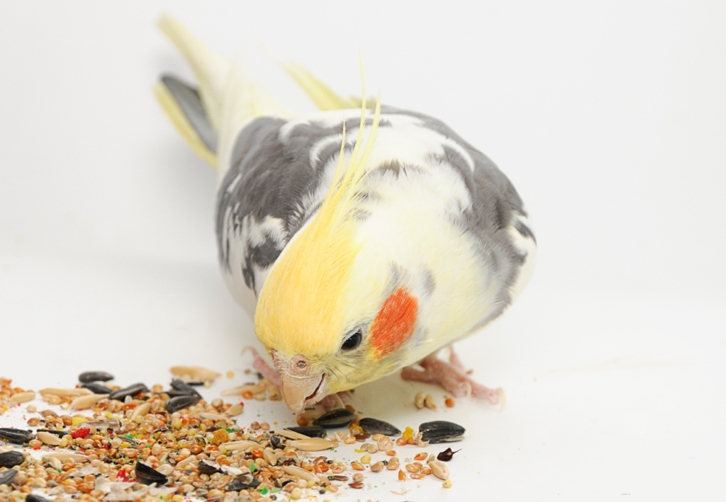 Korela chocholatá sa krmí na stole z rozsypaných semienok slnečnice