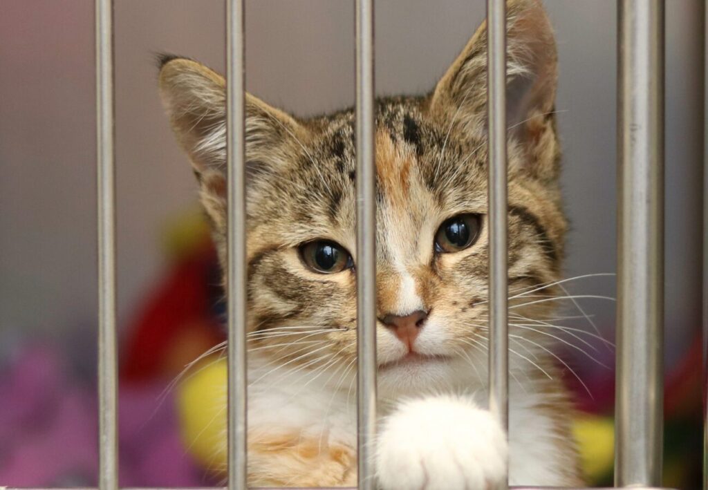 Mačička zavretá v klietke v útulku pre mačičky