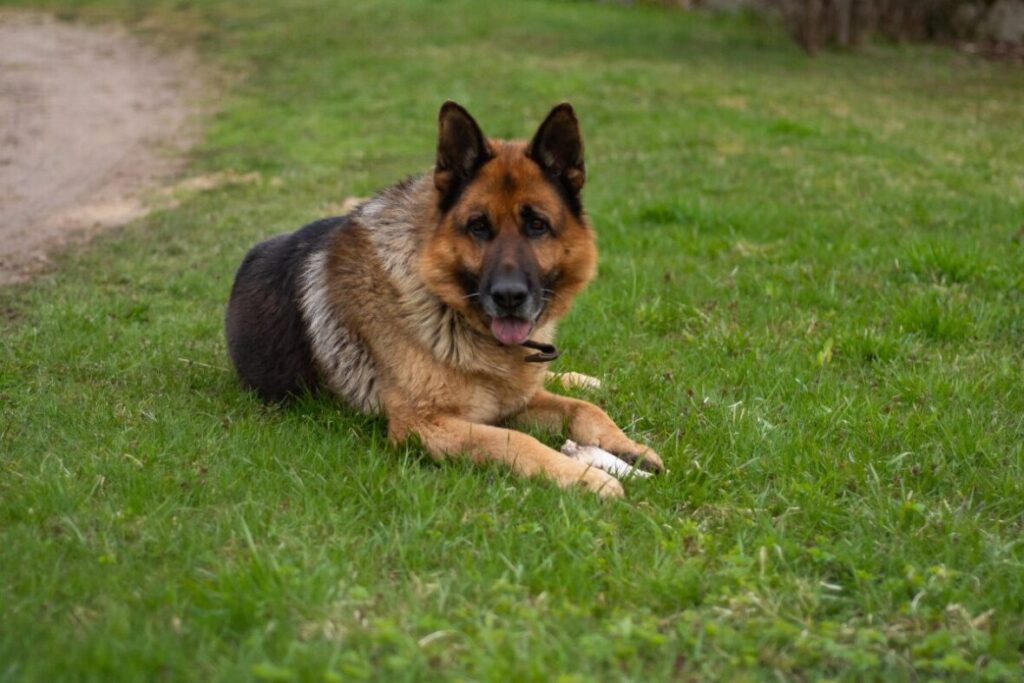 Nemecký ovčiak ležiaci na tráve