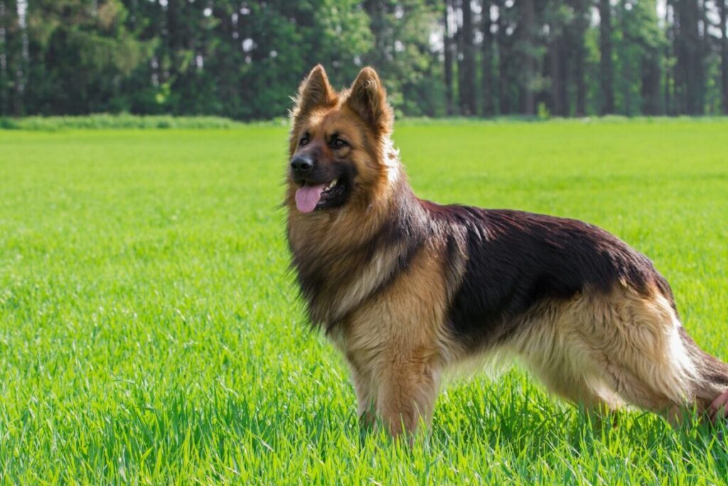 Nemecký vlčiak pózuje s vyplazeným jazykom pred lesom na luke