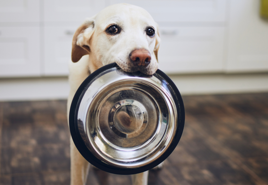 Pes sedí v kuchyni a v papuľke má misku a čaká na večeru :-)