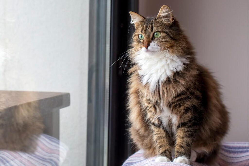 Nórska lesná mačka krásne sedí pri okne a hladí von