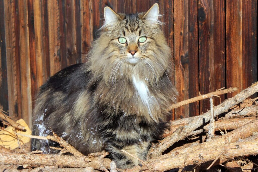 Nórska lesná mačka na dreve