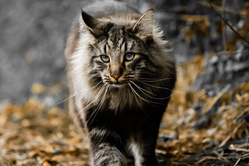 Nórska lesná mačka je majestátne severské plemeno