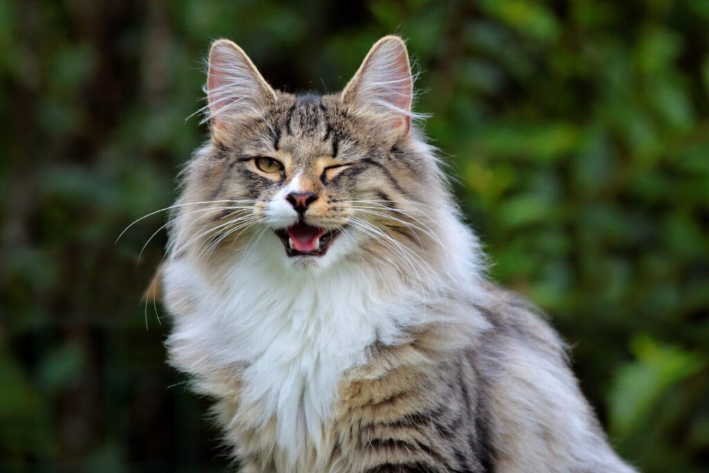 Nórska lesná mačka v prírode