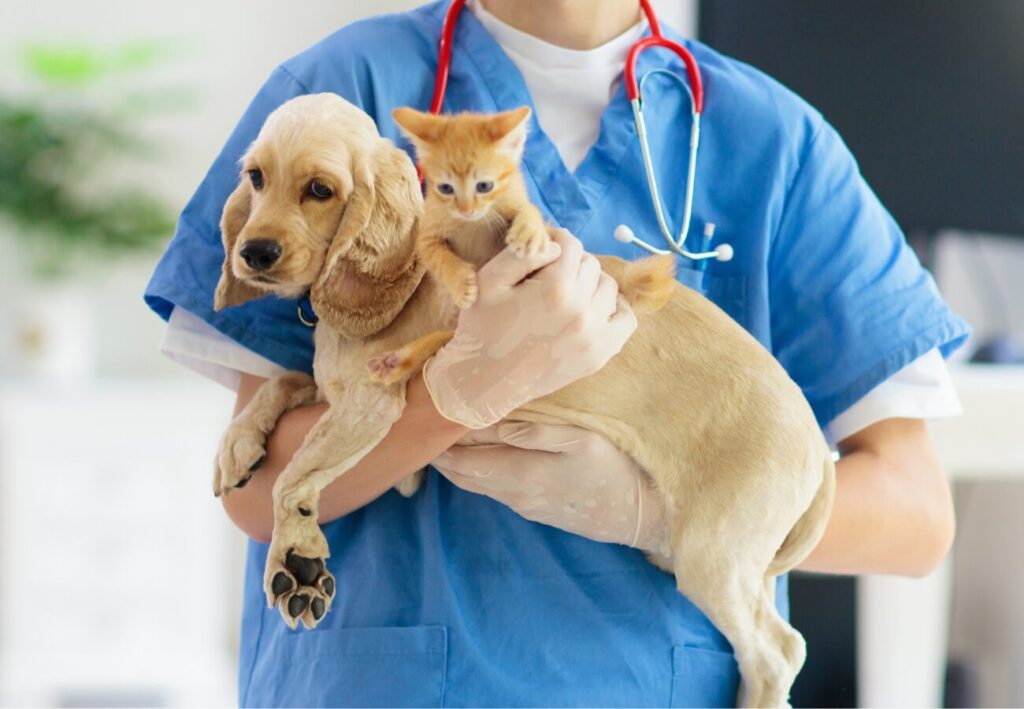 Pes a mačka v náručí zverolekára