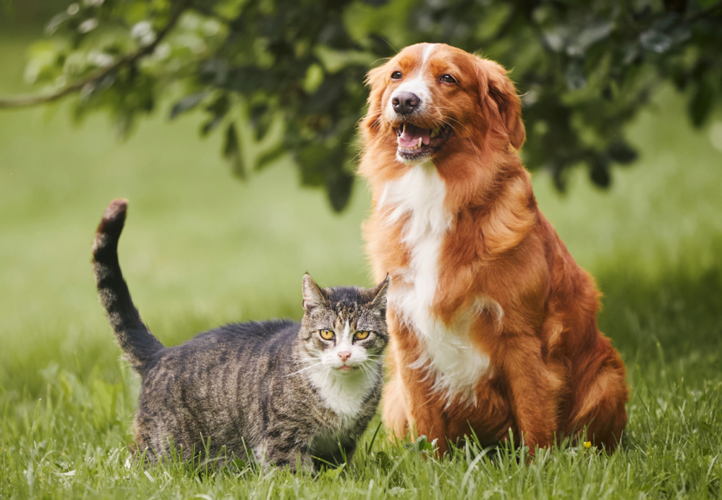 Pes a mačka spolu vedľa seba na záhrade v pozadí koruna stromu