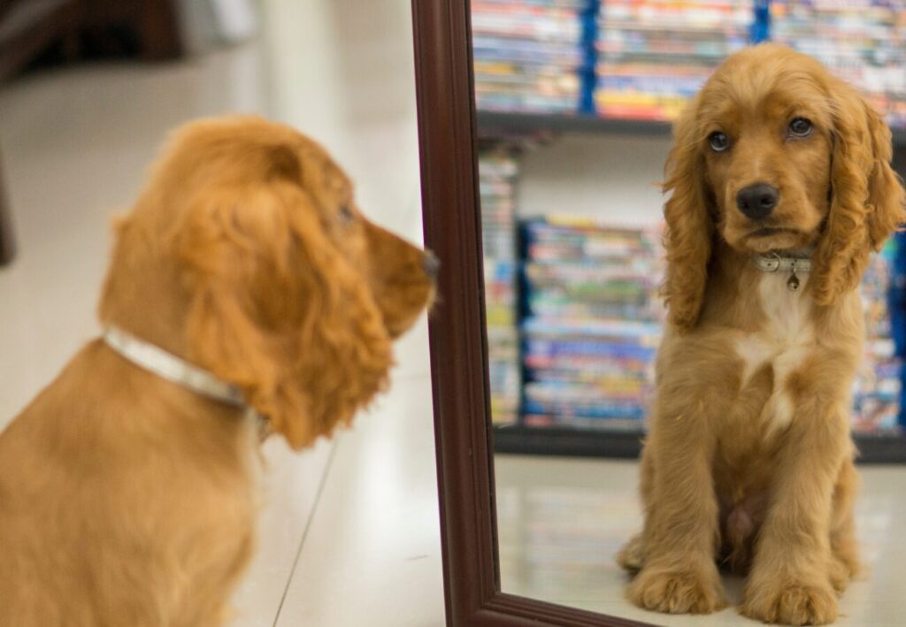 Pes pozerajúc sa do zrkadla opretého o stenu