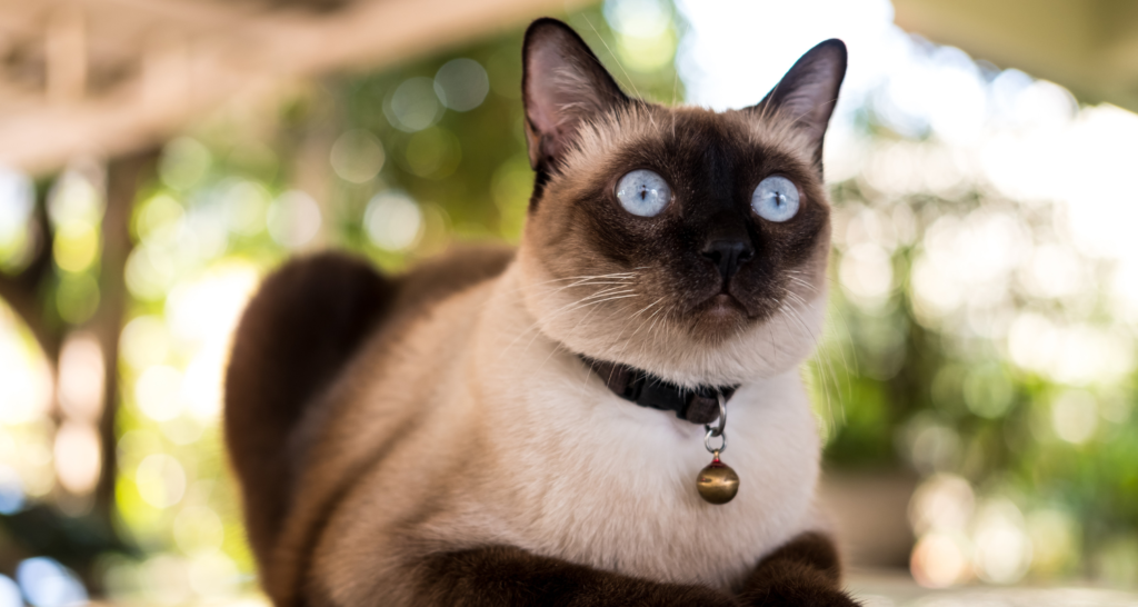 Siamská mačka s obojkom a zvončekom na krku