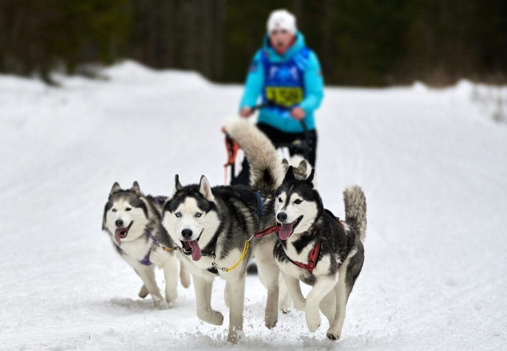 Záprah so sánkami ťahajú Sibírske Husky