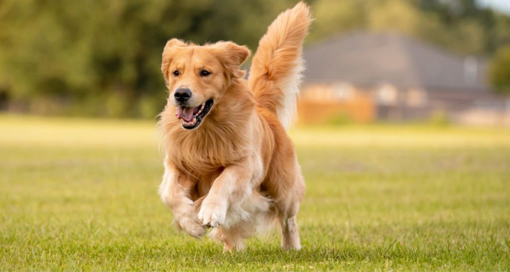 Zlatý retriever v behu na luke