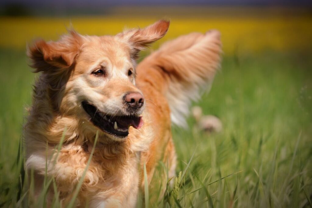 Detail psa Zlatý retriever v pohybe