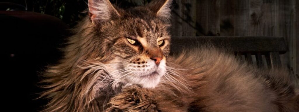 Krásna a majestátna mainská mývalia mačka s čiernim pozadím