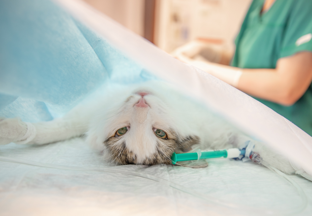 Mačička ležiaca pod narkózou u veterinára
