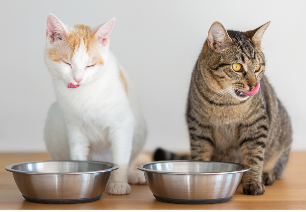 Dve mačky pri myskách s jedlom