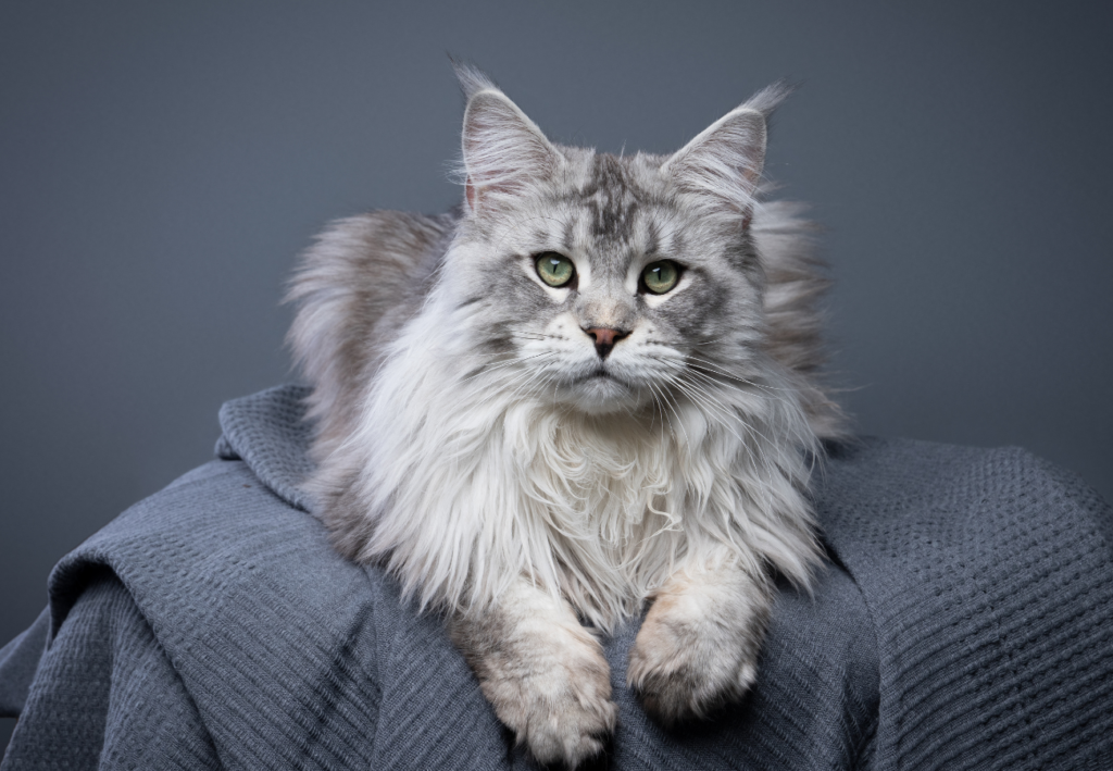 Mainská mývalia mačka pozuje fotografovi 