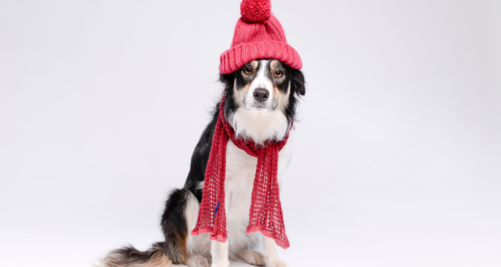 Komická fotografia psa s červenou čiapkou a šálom