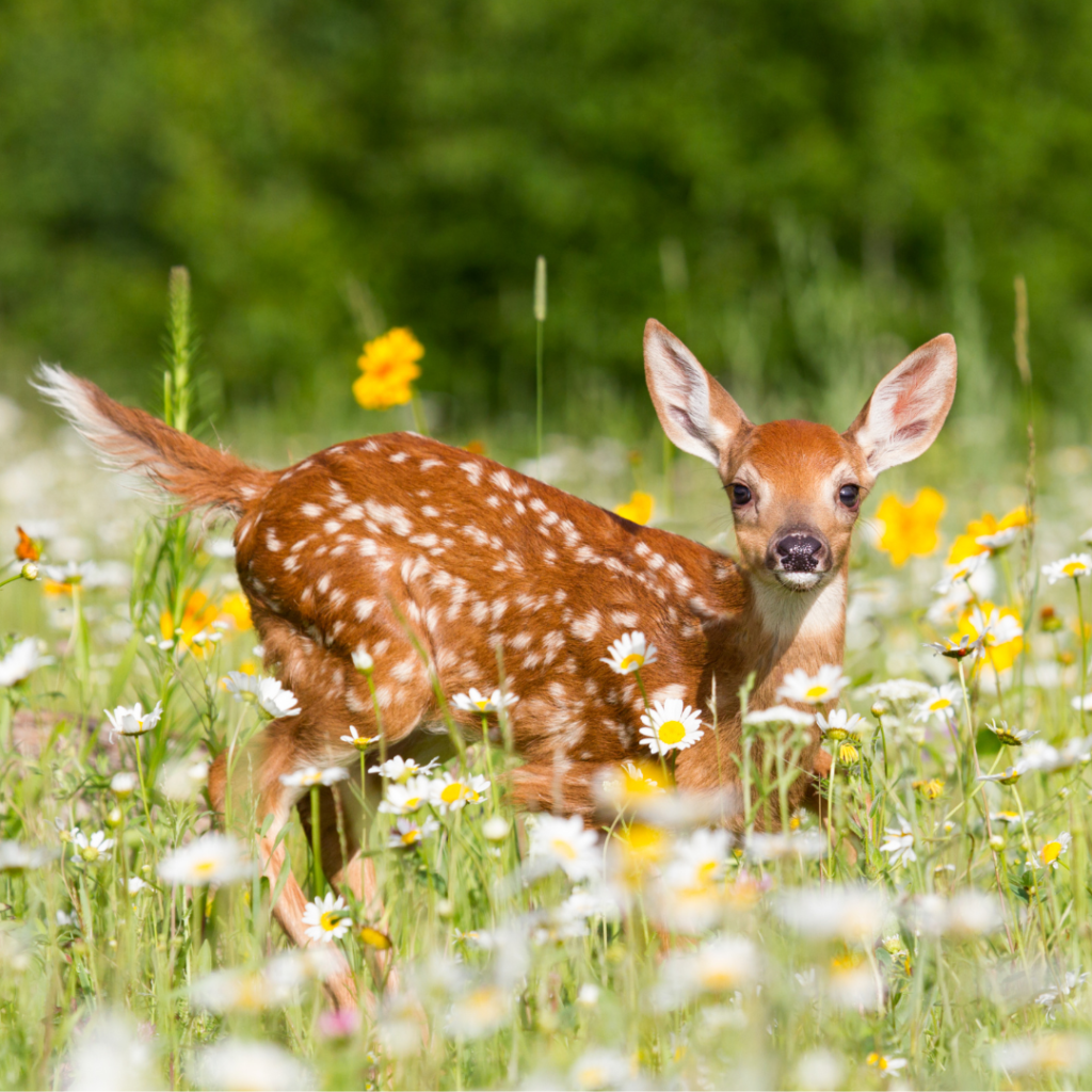 Mladá srnka na lúke plnej kvetov