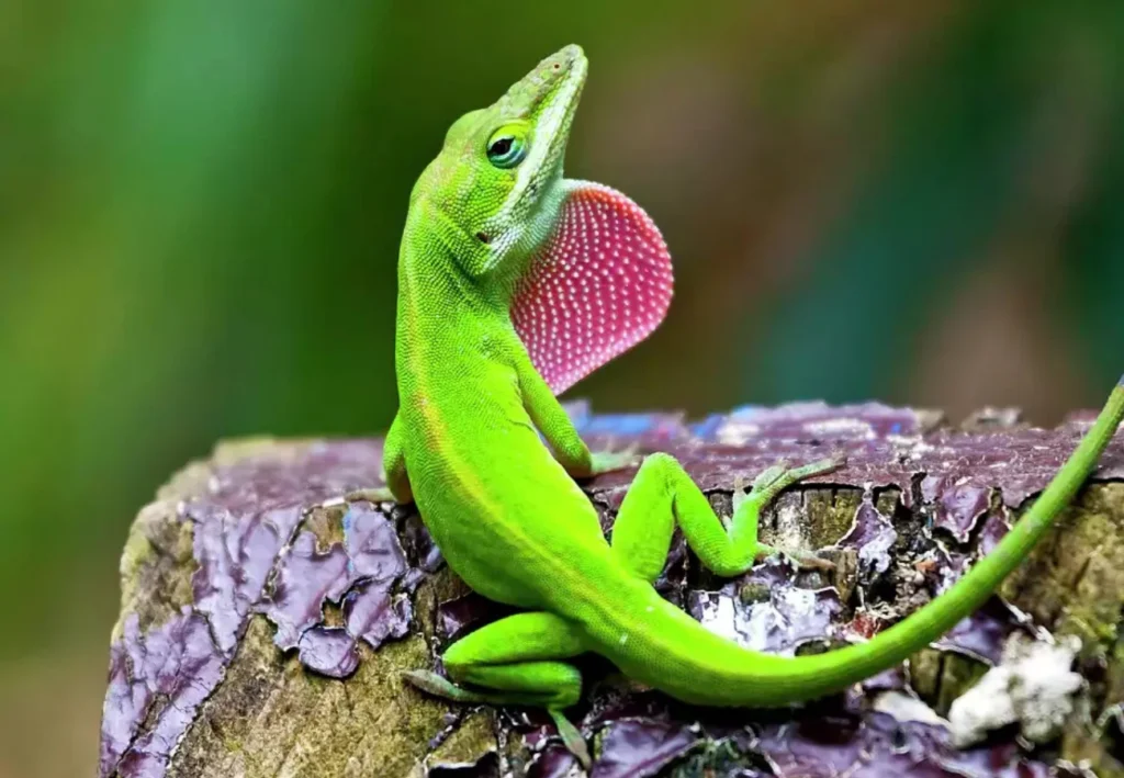 Anolis zelený na pni od stromu