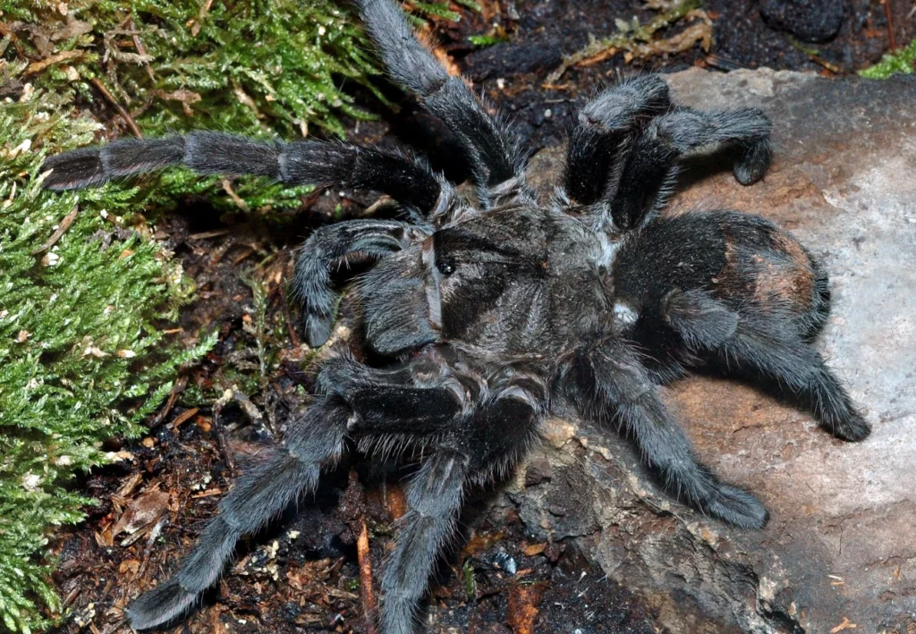 Grammostola pulchra tarantula