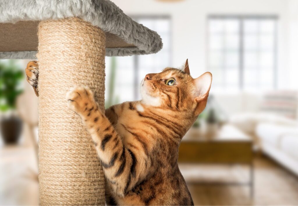 Bengálska mačka si brúsi nechty na mačacom škrabadle