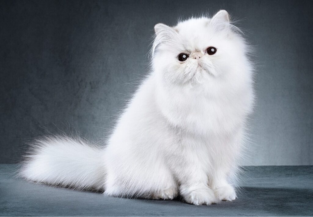 Perzká mačka pozuje fotografovi