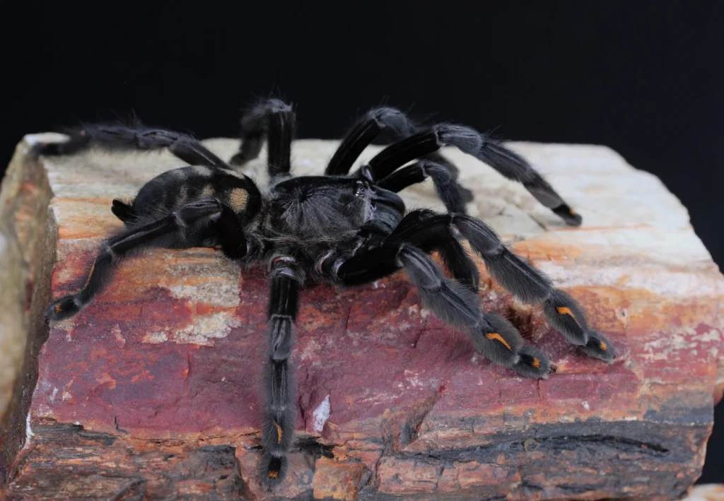 Psalmopoeus irminia Tarantula