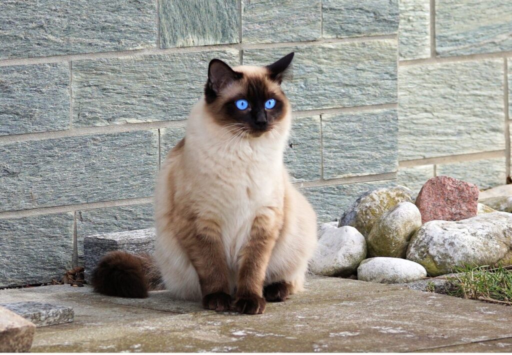 Siamská mačka pózuje pri mure