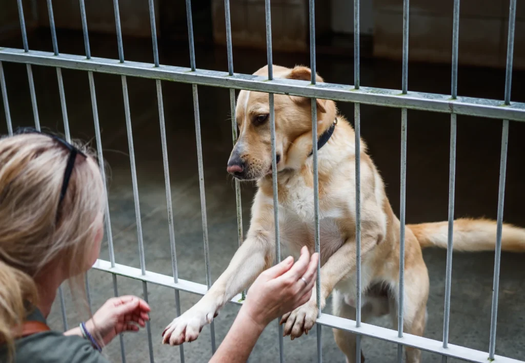 Psík v útulku a pred klietkou čupiac  človek 