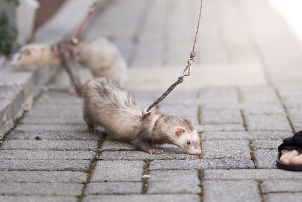 Mláďa fretky na vodíku